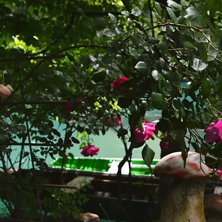 Rosa * Bihac
