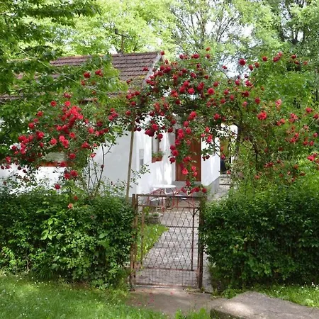 Rosa *
