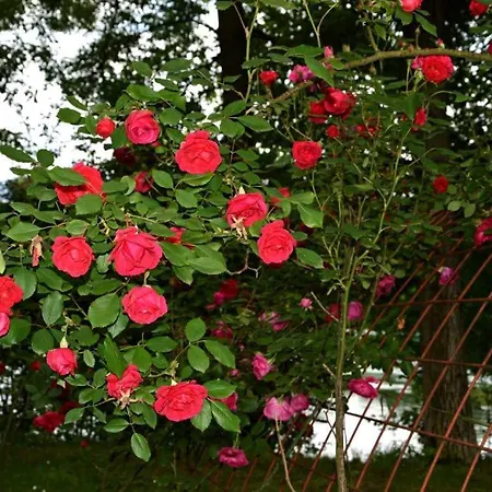 Rosa Hostel *